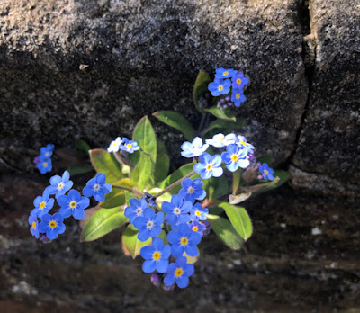 Forget-me-not flower growiing out of a wall