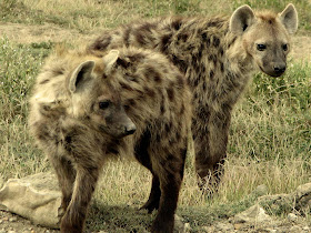 Hyena Wallpapers