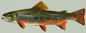 trout image