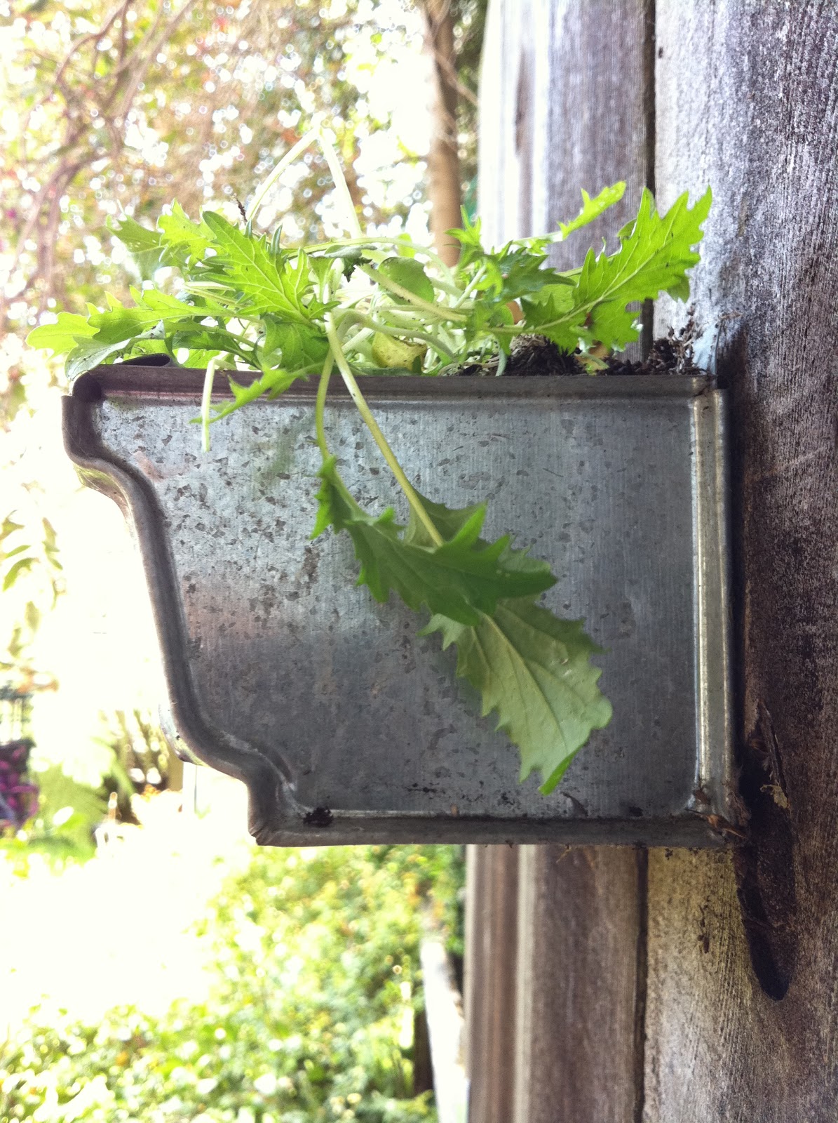 corner blog: how to build a gutter garden