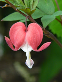 Bleeding heart Dicentra spectabilis Valentine by garden muses-not another Toronto gardening blog Bleeding heart Dicentra spectabilis Valentine by garden muses-not another Toronto gardening blog