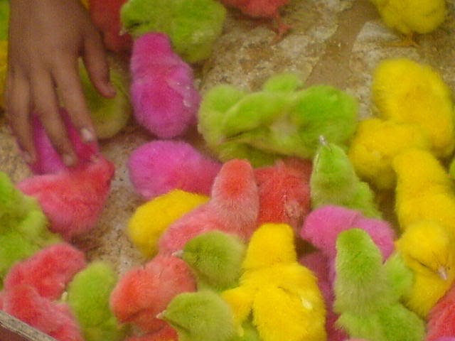 Ubat Sofuan: #47 AYAM WARNA-WARNI