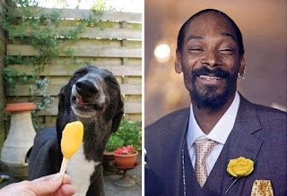 los dobles de los famosos - humor - snoop dog