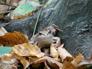 Rana dalmatina DSC47360