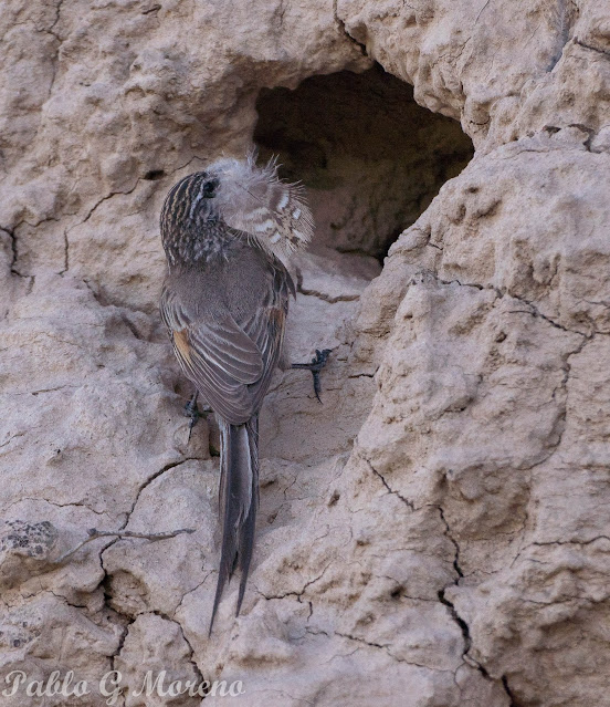 ALT="Coludito cola negra entre aves de monte mendocino,Ave argentina coludito cola negra posando entre jarillas – ideal para birdwatching en Mendoza, Coludito cola negra entre aves de monte mendocino"