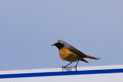 Readsturtsje - Gekraagde Roodstaart - Phoenicurus phoenicurus