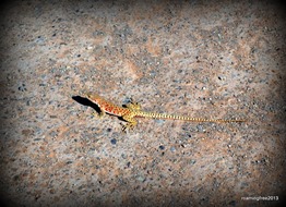 Lizard