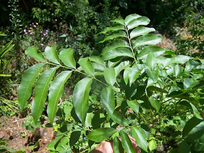 Palo jabón (Sapindus saponaria) hojas