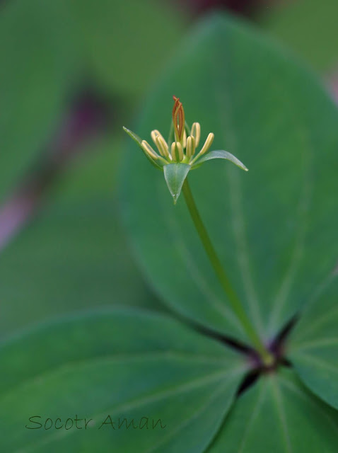 Paris tetraphylla