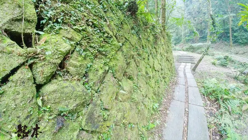 熊空茶園櫻花季|三峽熊空古窯｜三峽同心茶園｜三峽熊空櫻花園