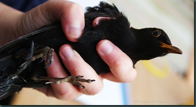 4-Blackbird