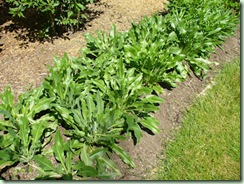 Woad