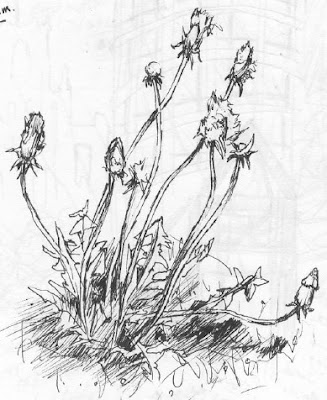 Dandelions sketch