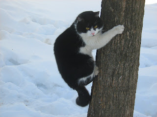 Black and White Cute Fat-Cat