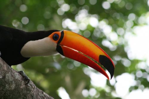 toucan