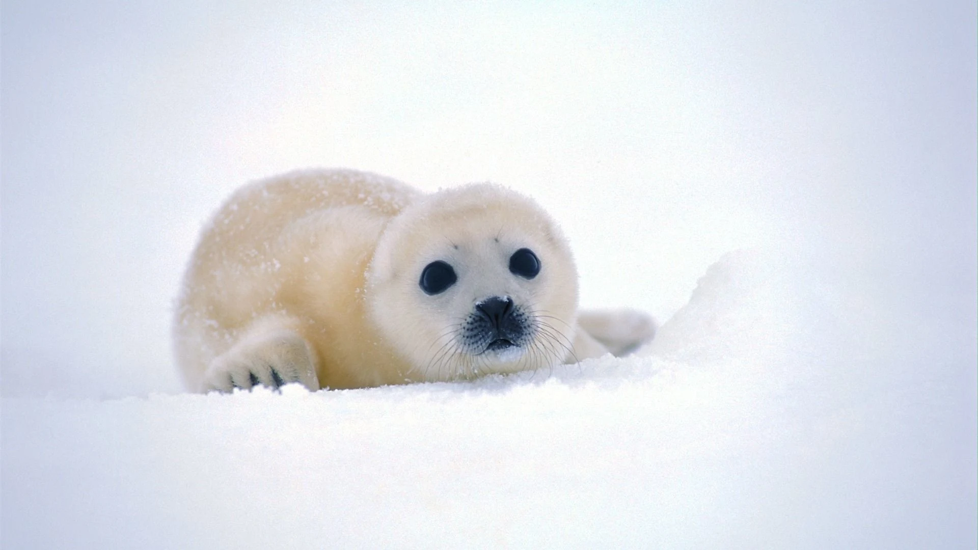 cute winter animal pictures