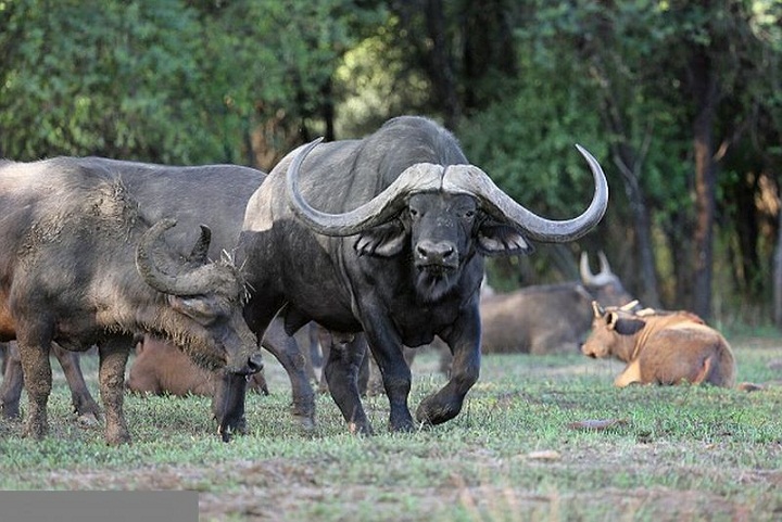 Bagaimana Cara Membedakan Banteng Jantan dan Betina?