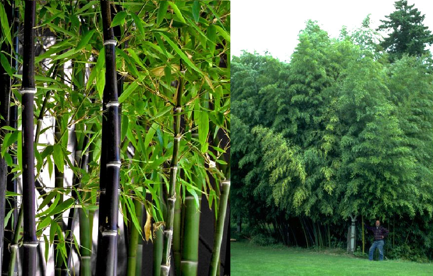 Kebun Bambu  BUDI DAYA BAMBU  HITAM 