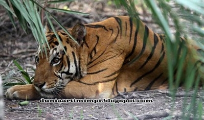 13 Arti  Mimpi Lihat Orang Memberi Makan Harimau  Menurut 