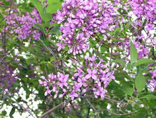 Lilac bush up close