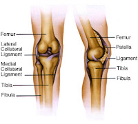 knee and brain