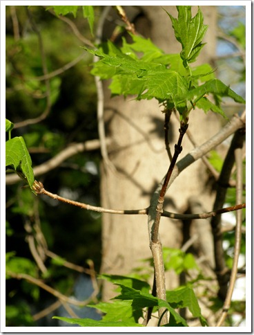 sugara maple