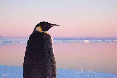 The Emperor Penguin