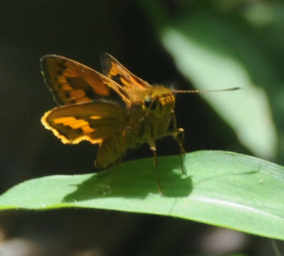 Palm Dart (Telicota sp)