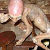 EL BEBE EXTRATERRESTRE, "LA CRIATURA DE METEPEC"