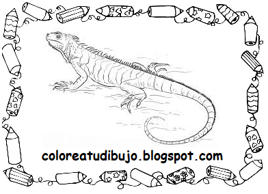 Dibujo de iguana grande para colorear