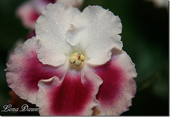 African_Violet