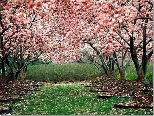 primavera