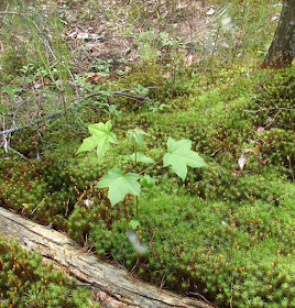 Little sweetgum growing out of moss