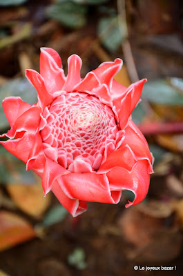 Martinique - jardin de Balata - rose de porcelaine