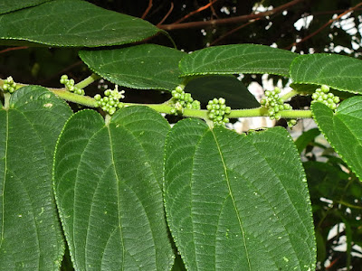 山黃麻的雄花序