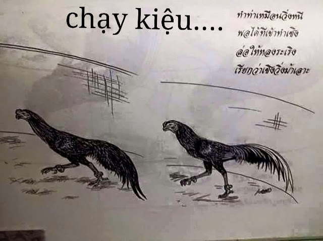 Gà Chọi Đá Hồi Mã Thương Chạy Kiệu