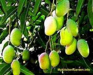 Mango tree