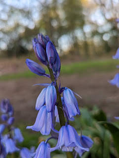 A close up of the centre stem and the delicate trumpet petals on the Bluebells we found today