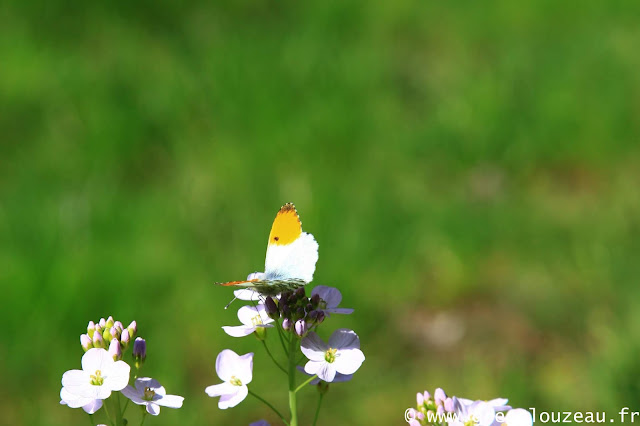 L’Aurore (Anthocharis cardamines), mâle