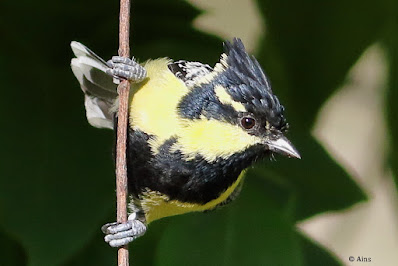 "The only crested tit in most of its range. In this photograph it is Clinging upside-down on a twig,Black front with yellow cheek and yellow eyebrow. Yellowish-green upperparts, white-spotted wings, and yellow-and-black underparts."