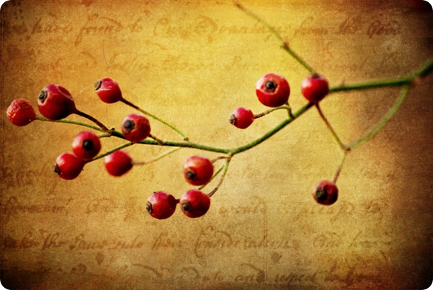 MeadowlarkBerries MeadowlarkBerries