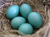 Different Kinds Of Bird Nests