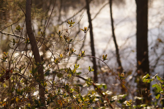 Spring in Norfolk