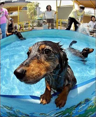 Funny swimming animal pictures