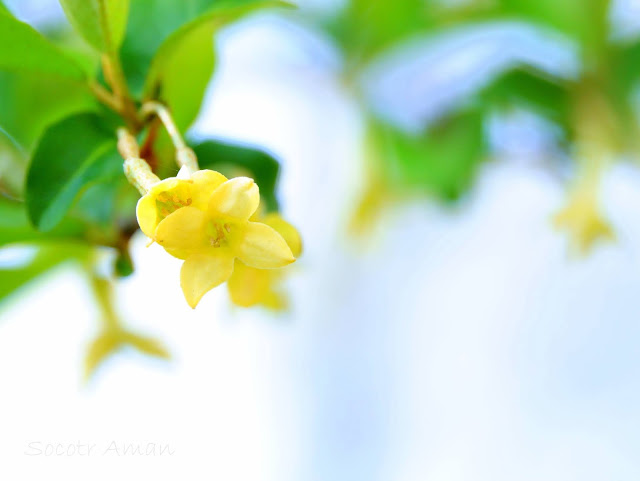 Elaeagnus multiflora