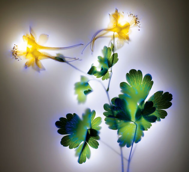 Kirlian-photography-6