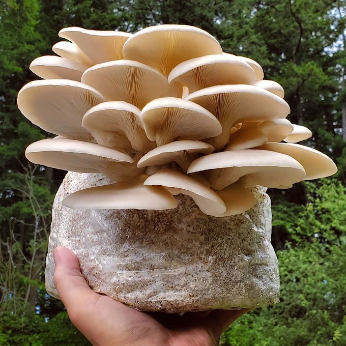 Oyster Mushroom Growing Kit | Mushroom cultivation | Biobritte mushrooms 