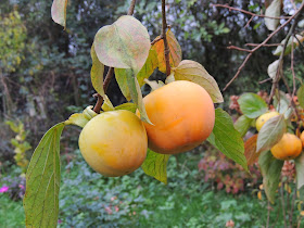arbre verger rustique