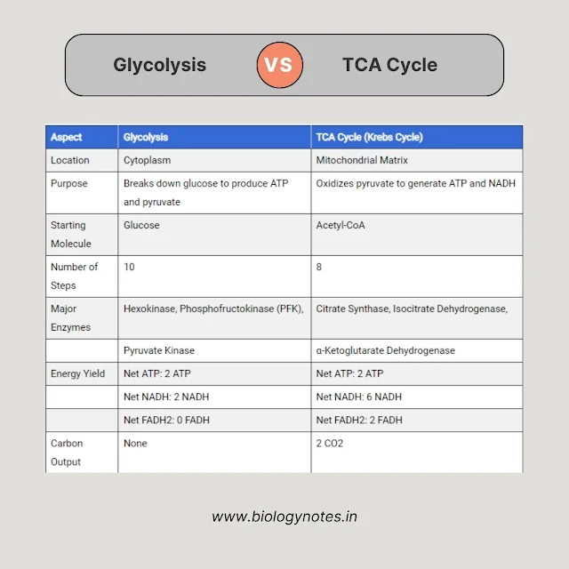 Difference Between Glycolysis and TCA Cycle