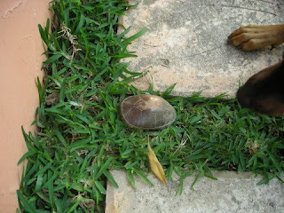 Honduran turtle, La Ceiba